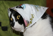 Поговорим о Кошках 24