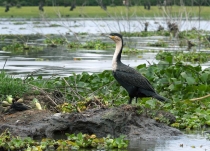 Баклан. (Кения)