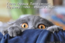 Поговорим о кошках 42