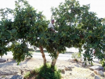 Каппадокия. 50 лет на воздушном шаре.