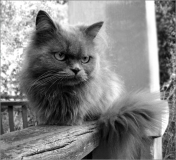 Поговорим о Кошках 24