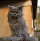 Поговорим о Кошках 24