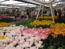 БеНиГер или Бельгия, Нидерланды, Германия (апрель 2013г.)