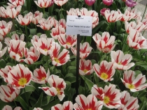 БеНиГер или Бельгия, Нидерланды, Германия (апрель 2013г.)