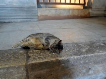 Каппадокия. 50 лет на воздушном шаре.