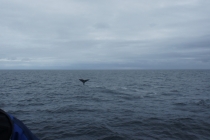 Западная Норвегия, Лофотенские о-ва, китовое сафари