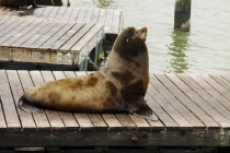 27 Дней по западу США на Мустанге