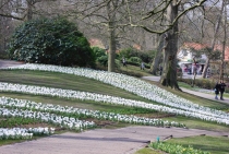 Keukenhof или как окунуться в море тюльпанов