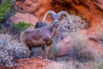 27 Дней по западу США на Мустанге