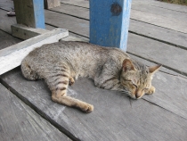 Остров Борнео - прочее2