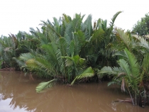 Остров Борнео - начало пути4