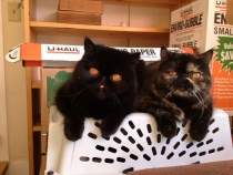 Поговорим о Кошках 24