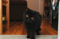 Поговорим о Кошках 24