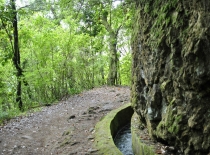 Мадейра в ритме понши