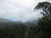 Индонезия - остров Сулавеси - джунгли1