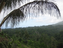 Индонезия - остров Сулавеси - джунгли2