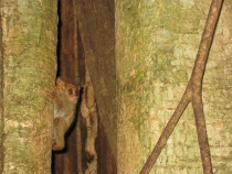 Индонезия - остров Сулавеси - Тарсиус3