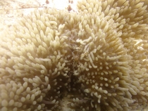 Подводный мир Плайя дель Кармен