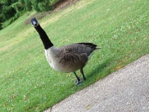 Париж, август 2013