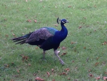 Париж, август 2013