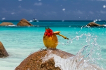 Sailfish (Marlin) wedding on Seychelles :)