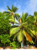 Sailfish (Marlin) wedding on Seychelles :)