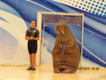 Отзыв об отеле Ozkaymak select, путешествие в Турции