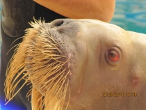 Отзыв об отеле Ozkaymak select, путешествие в Турции