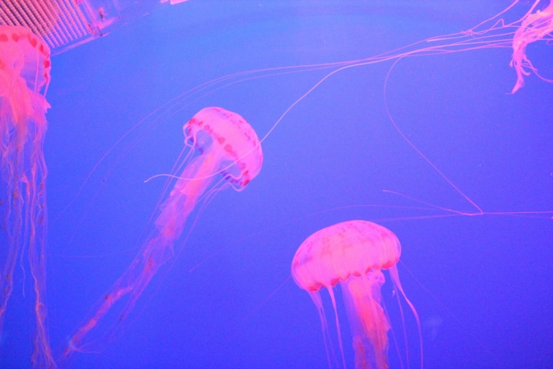 Впечатления о Китае. Февраль 2013 (Шанхай-Ханчжоу-Яньтай-Пекин)