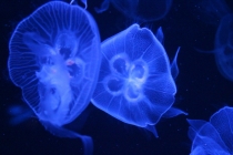 Впечатления о Китае. Февраль 2013 (Шанхай-Ханчжоу-Яньтай-Пекин)