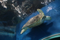 Впечатления о Китае. Февраль 2013 (Шанхай-Ханчжоу-Яньтай-Пекин)