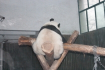 Впечатления о Китае. Февраль 2013 (Шанхай-Ханчжоу-Яньтай-Пекин)