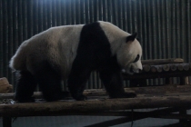 Впечатления о Китае. Февраль 2013 (Шанхай-Ханчжоу-Яньтай-Пекин)