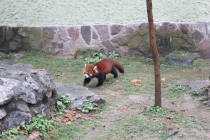 Впечатления о Китае. Февраль 2013 (Шанхай-Ханчжоу-Яньтай-Пекин)