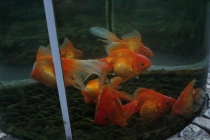 Впечатления о Китае. Февраль 2013 (Шанхай-Ханчжоу-Яньтай-Пекин)