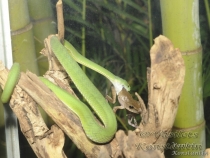 жестокий мир