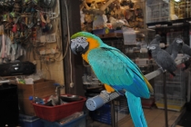 Гонконг-Макао