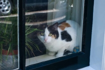 Сочинение на тему: Как я провела летние каникулы. Нидерланды-Франция