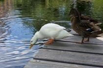 Сочинение на тему: Как я провела летние каникулы. Нидерланды-Франция