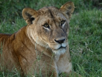 кошки