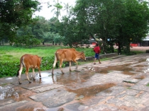 Сием-Рип окт.2013