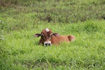 Манила-Корон-ЭльНидо-Панглао-Бохол-Себу-Боракай (Новый Год Январь 2013)