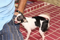 Тайская чихуашка