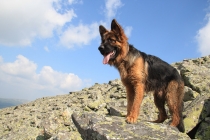 Как путешествовать с собакой в машине