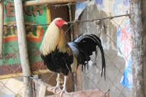 Манила-Корон-ЭльНидо-Панглао-Бохол-Себу-Боракай (Новый Год Январь 2013)