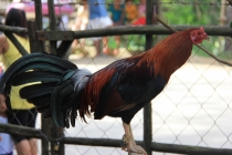 Манила-Корон-ЭльНидо-Панглао-Бохол-Себу-Боракай (Новый Год Январь 2013)