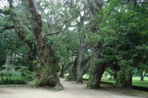 Капканы в Рио. фото+