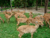 В поисках себя. Паттайя В поисках себя. Паттайя