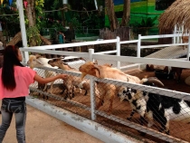 В поисках себя. Паттайя В поисках себя. Паттайя