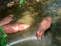 В поисках себя. Паттайя В поисках себя. Паттайя